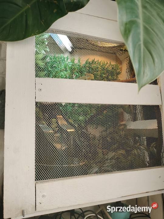 Sprzedam dwa kameleony Gady i płazy Rybnik