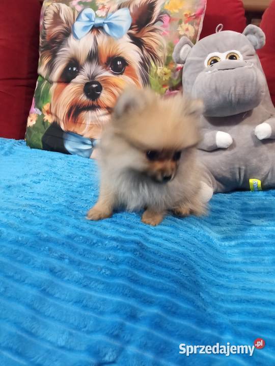 Suczka Szpic miniaturowy malusieńka Brodnica