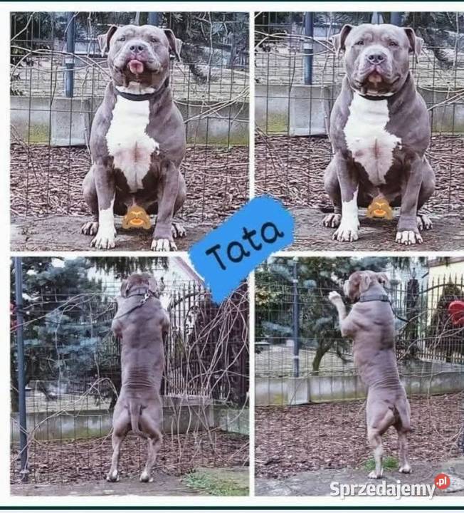American Staffordshire Terrier Brzeg
