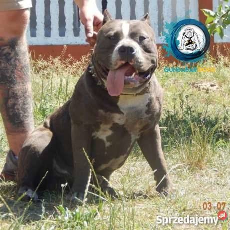 American BullyAmstaff Szczeniaki Gundabar Dogs wielkopolskie