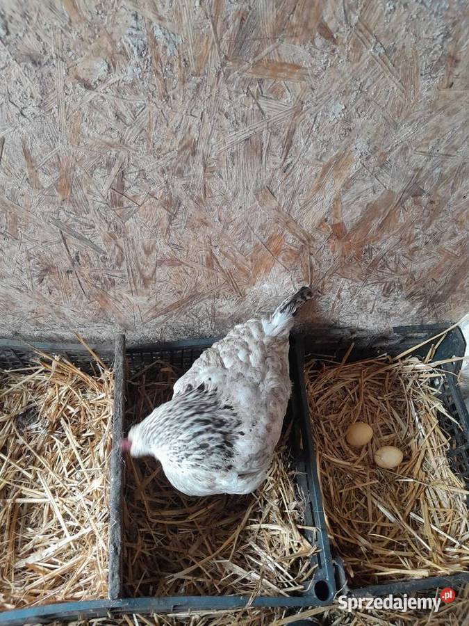 Sprzedam swojskie jajka Sośnicowice