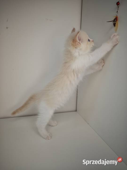 Ragdoll Kocięta sprzedam