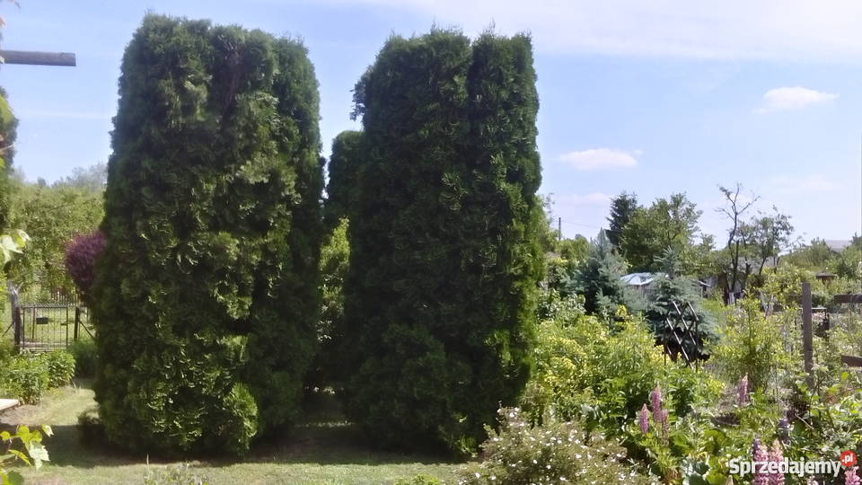 Działka rekreacyjna ROD Jarzynka w Pułtusku 37zł/m2 Grunty i działki Pułtusk