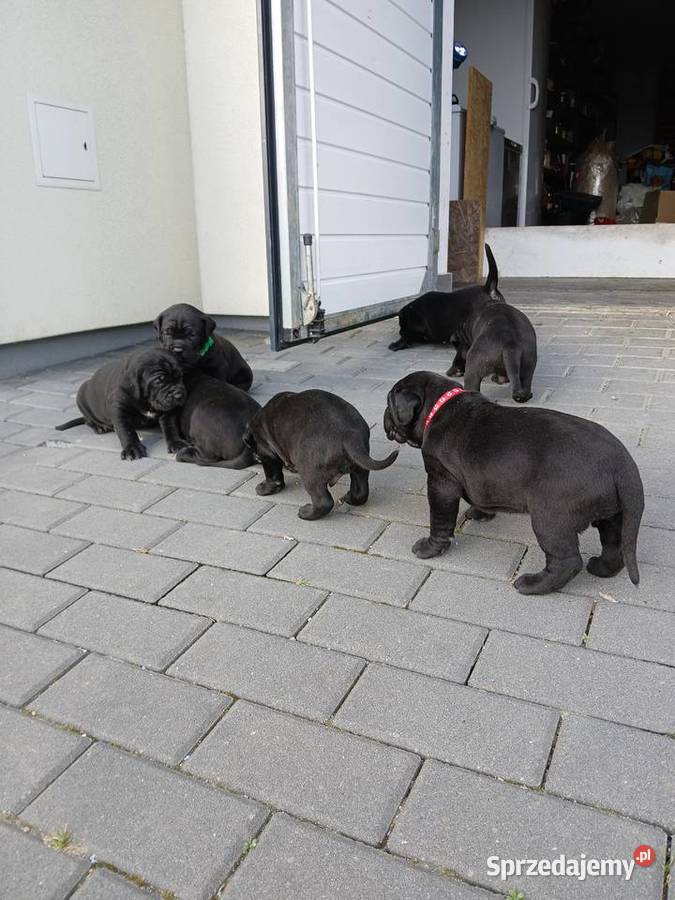 Cane Corso Italiano Zadroże