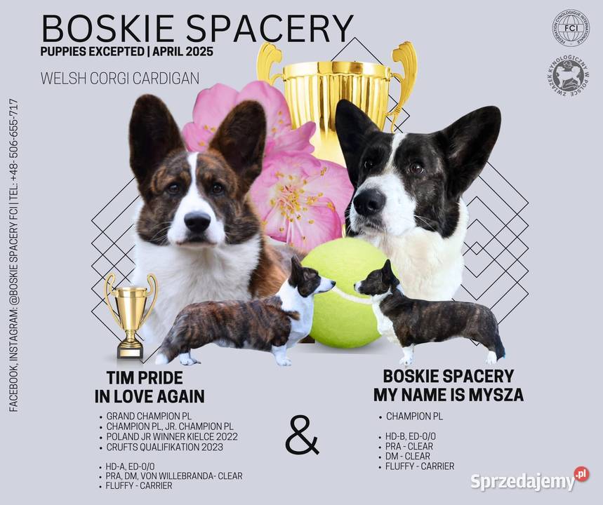 OREO FCI Welsh Corgi Cardigan Championachdomowa Poznań