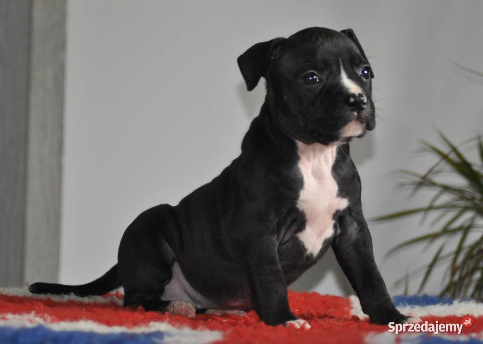 Amstaff zkwp FCI przepiękna suczka Amstaff