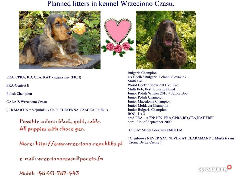 Cocker Spaniel AngielskiHodowla Kluczbork
