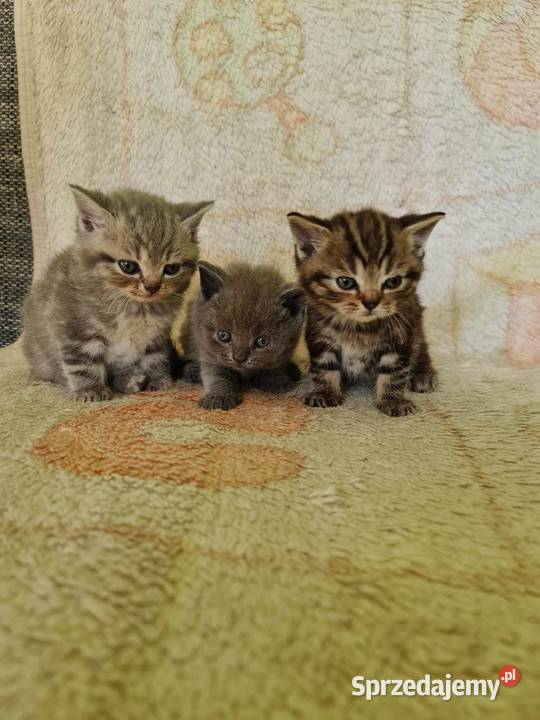 Kotki brytyjskie bez rodowodu Wołczyn