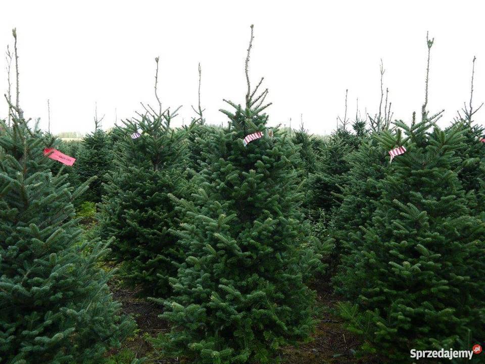 JODŁA KAUKASKA Z DANI HURTOWA SPRZEDAŻ Krotoszyn sprzedam