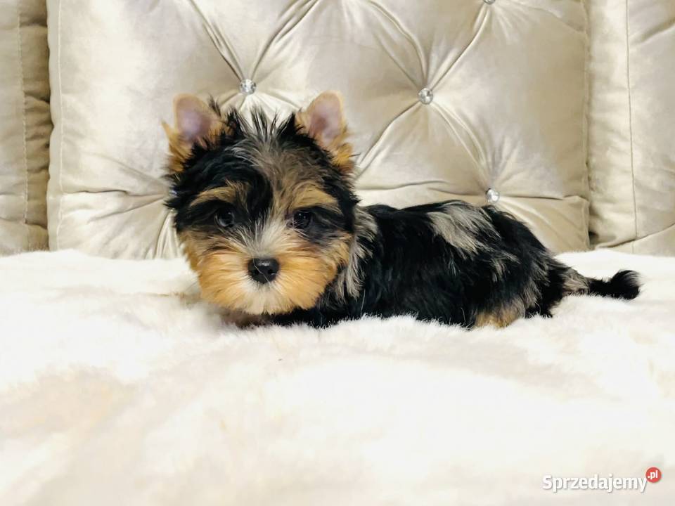 York Tomek z Bajki Marmurkowy kolorowy Cudny York Namysłów sprzedam