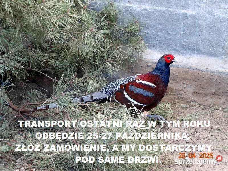 Sprzedam Bażanty Humeo Bażant z 2025 Samce i Gostyń