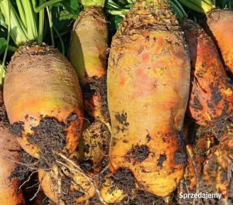 Sprzedam buraka pastewnego czerwonego i żółtego Krotoszyn sprzedam