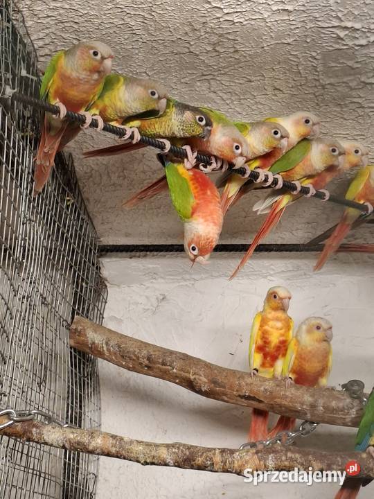 rudosterka zielonolica aleksandretta obrożna Ptaki Bytom