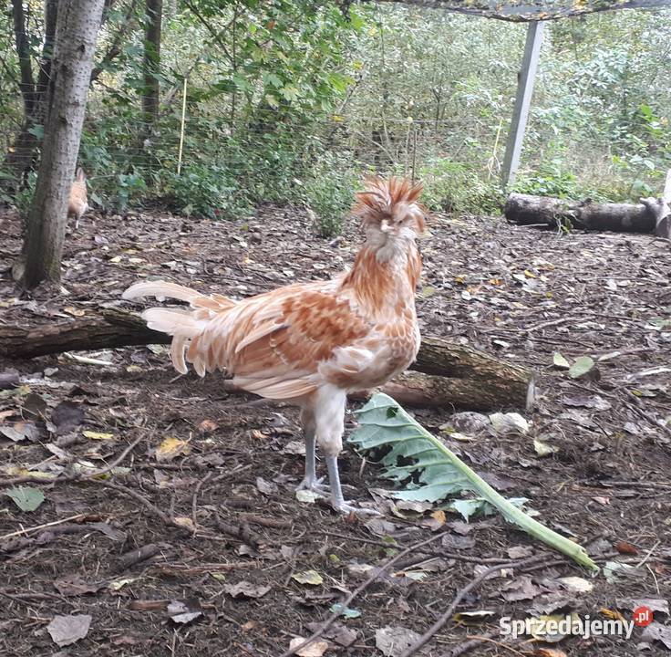 Koguty fawerola łososiowa czubatka włoszka Ostropole