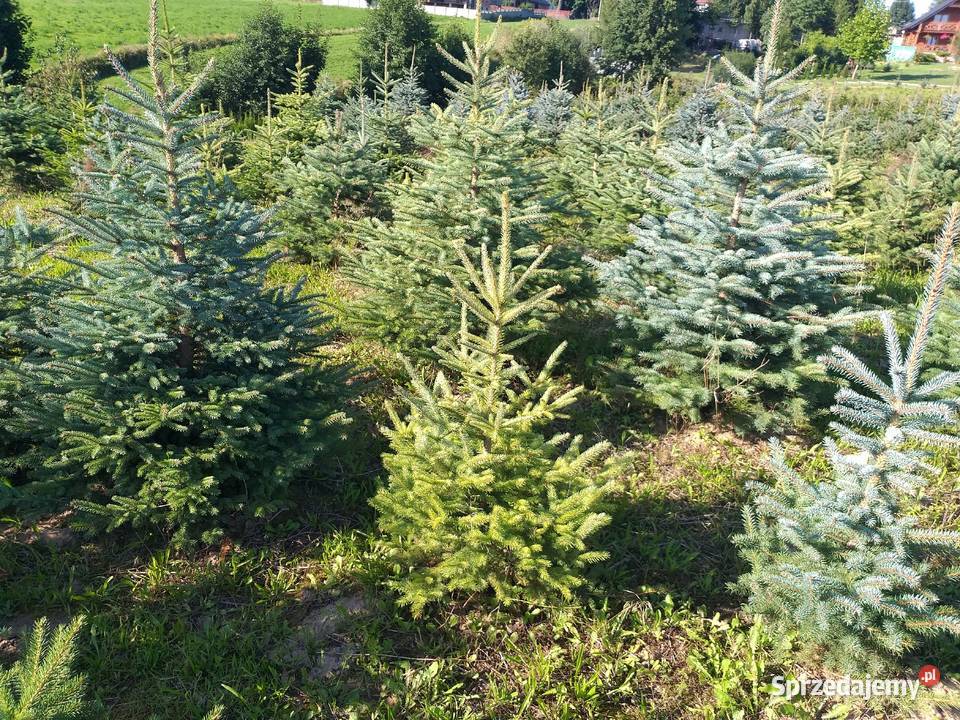 Choinki świerk jodła hurt detal Śniadka Druga sprzedam