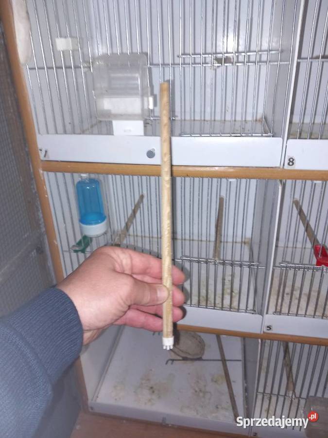 Regał na ptaki Poznań