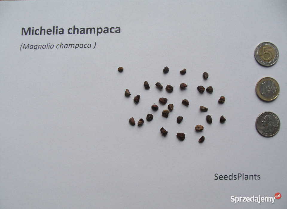 MAGNOLIA CHAMPACA Michelia champaca NASIONA 170 Nasiona Lubanie