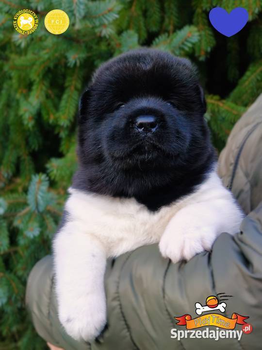 Szczenięta AKITA AMERYKAŃSKA odbiór marzec Poddębice sprzedam