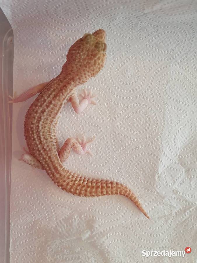 Gekon lamparci albino tremper Wrocław