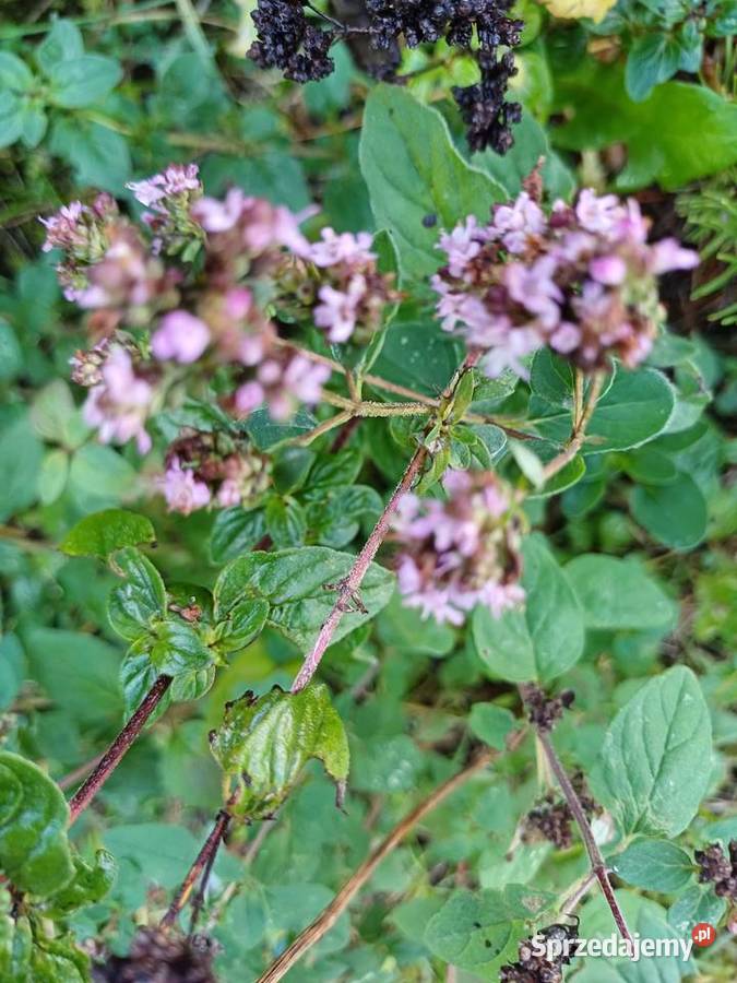 Oregano ziola sadzonka Dobrzyniewo Duże