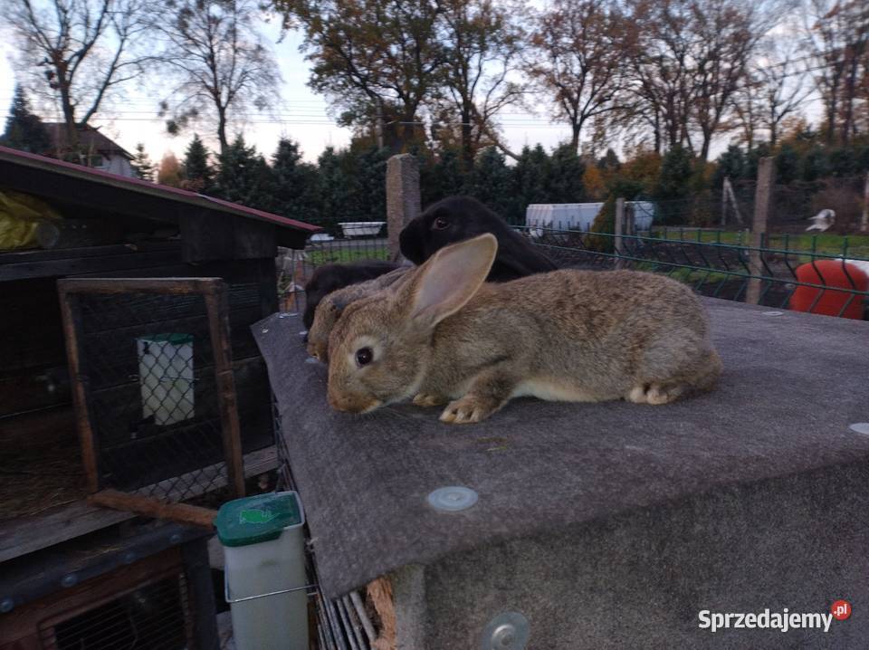 Samce mieszańce belgu Turzno