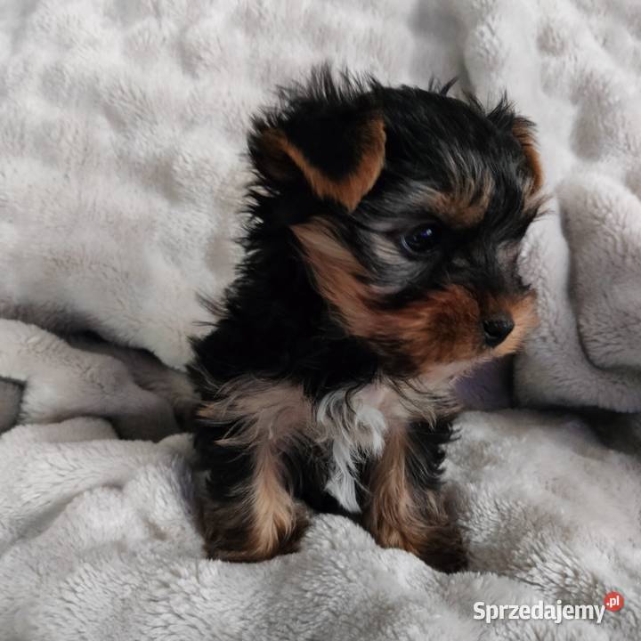 Piesek Yorkshire terrier York Łążynek