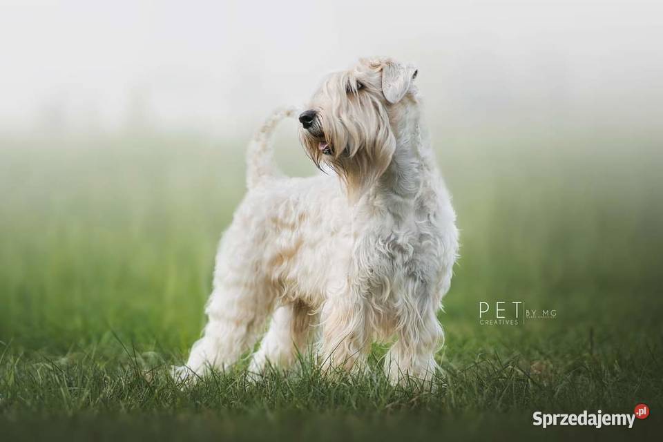Irish soft coated wheaten terrier terier mazowieckie Brwinów