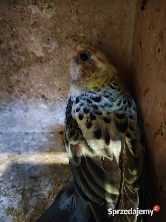 Papugi rozella bladoglowa Bochnia