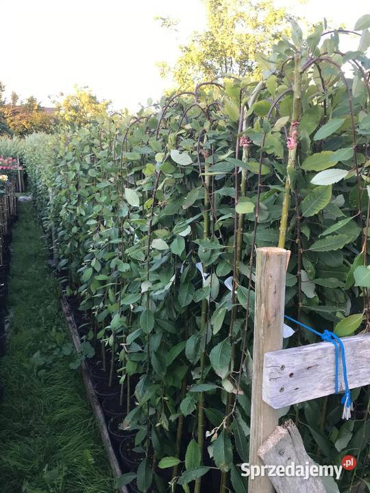 Wierzby szczepione na pniu