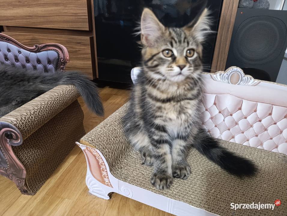 Maine coon kocięta Krasnystaw