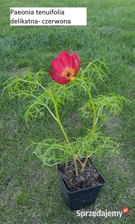 Paeonia tenuifolia delikatna Dom i Ogród Opole