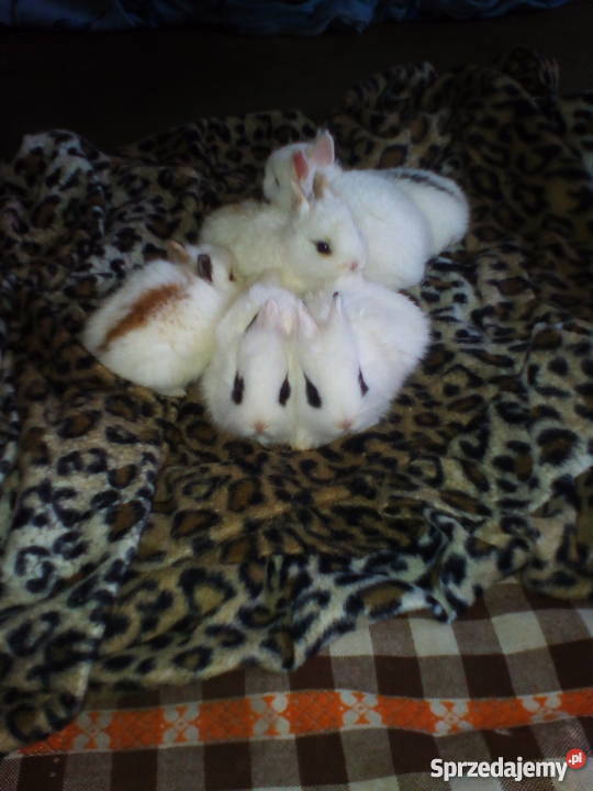 kroliczki karzelki