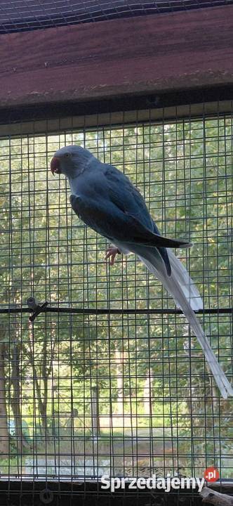 Samica aleksandretty obrożnej Nakło nad Notecią