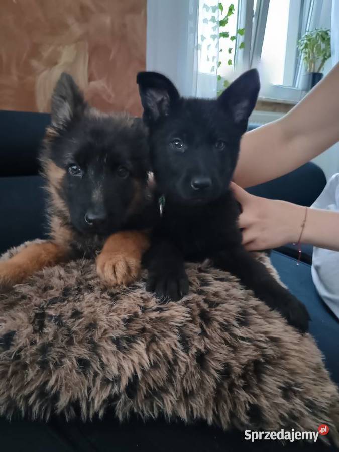 Owczarek Niemiecki długowłosy Sosnowo