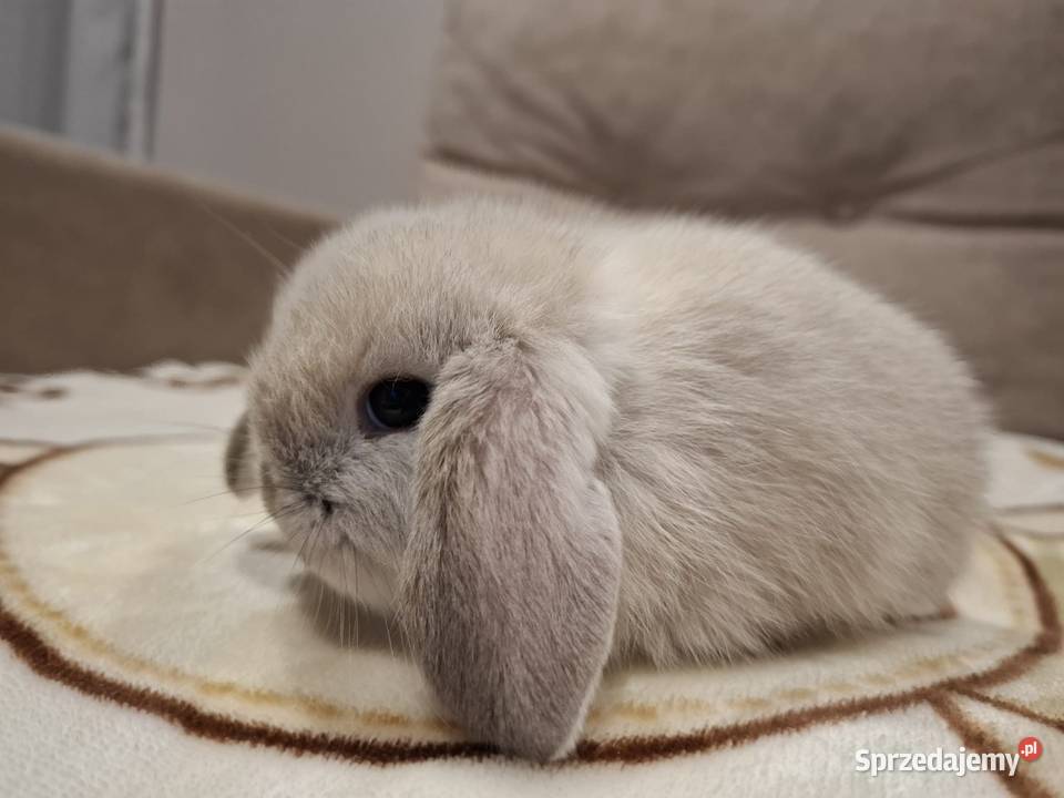 Karzełek baranek mini lop z oklapniętymi uszkami Jarocin