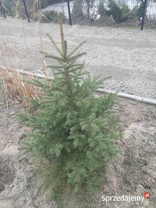 Choinki świerki srebrne Mielec sprzedam