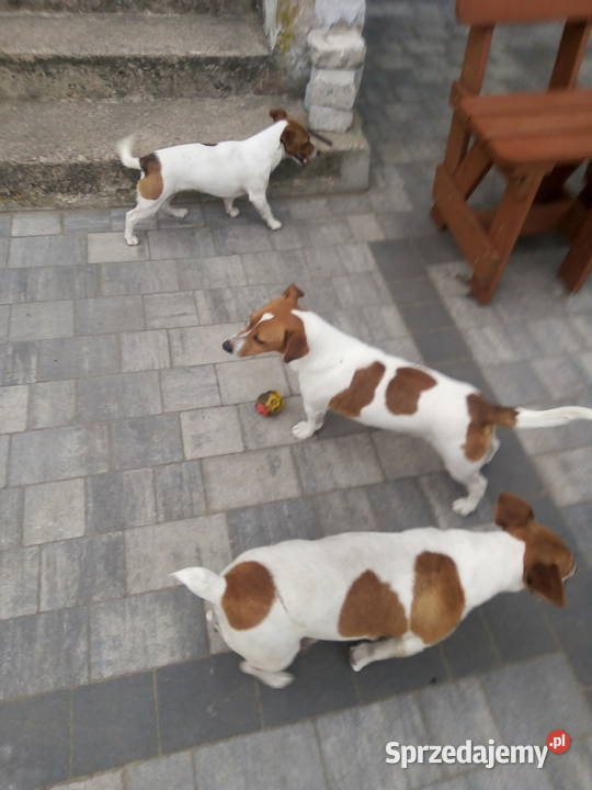 Jack Russell Terrier suczka Grabów