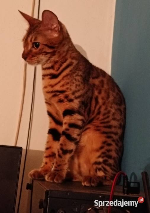 Sprzedam 2 śliczne Kotki Bengalskie mazowieckie