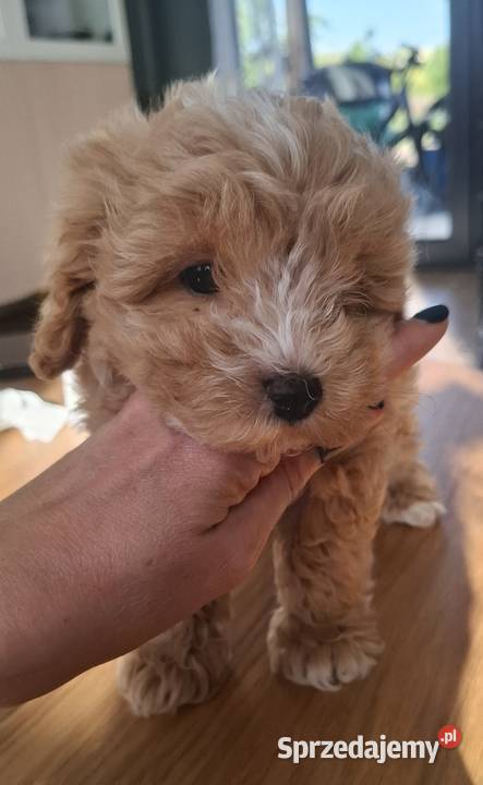 Maltipoo 10tyggotowe do nowego domuinteligencja łódzkie