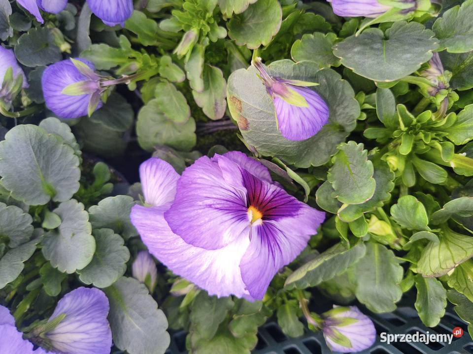 Sprzedam bratki Dziurów