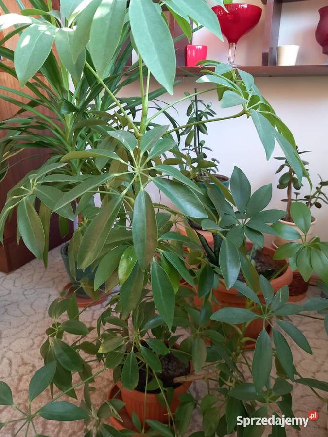 Sansewiera ciekawa okazała roślina sprzedam