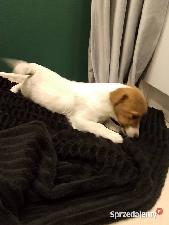Suczka ZKwP Jack Russell terrier Sochaczew