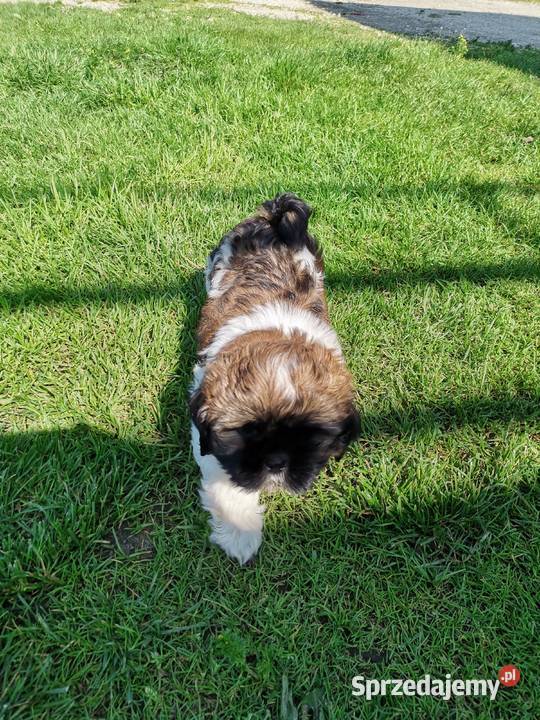 Pieski Shihtzu świętokrzyskie Zofiówka
