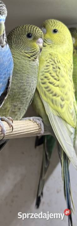 Papużki Faliste Blackface 2025 Brzeszcze