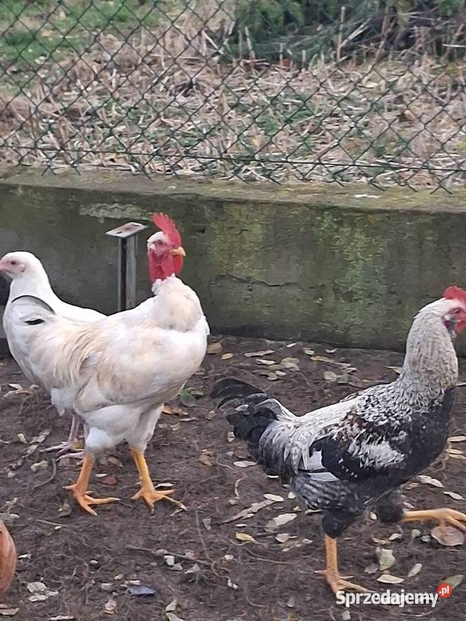 koguty mlode z lipca Ptaki Modła Królewska
