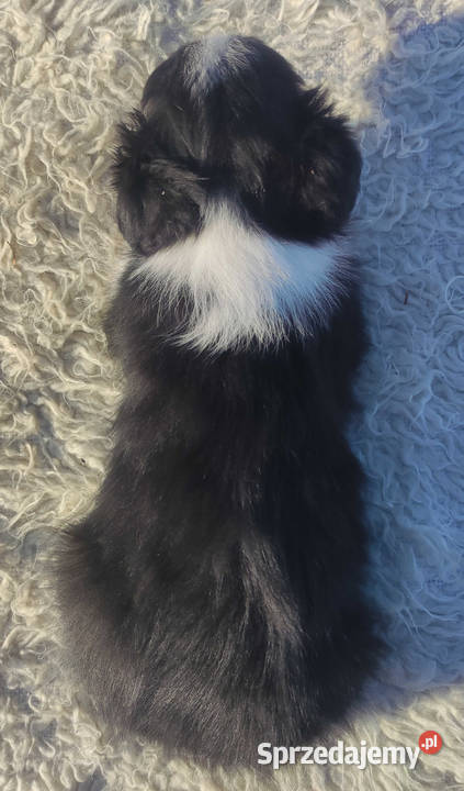 Szczeniak BORDER COLLIE z prof Hodowli Pies z Kraków