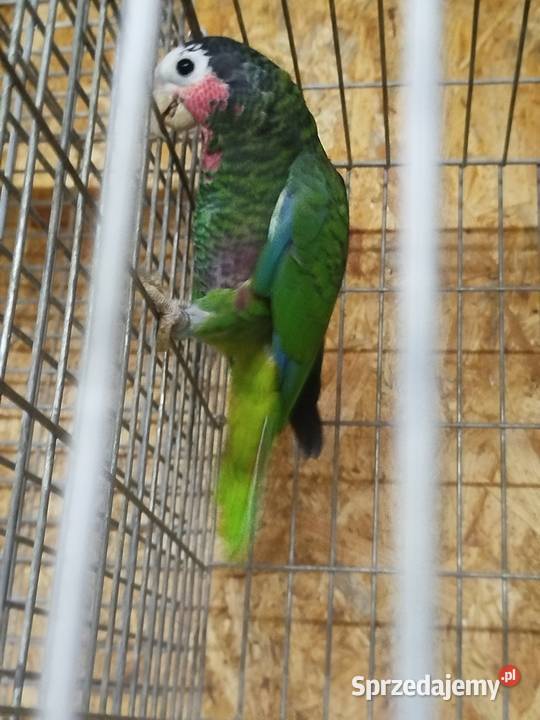 Amazónka kubańska para Ptaki