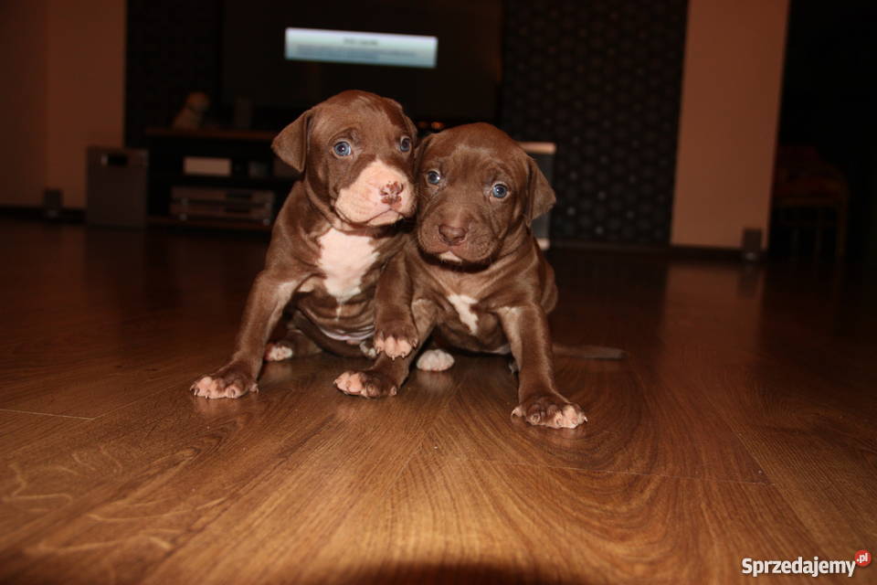 Szczenięta Pitbull Red Nose Psy Płock