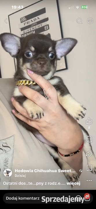 Chihuahua długowłosy piesek choco tan badania Bełchatów