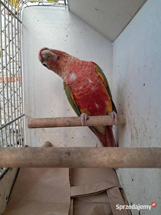 RudosterkaRudosterki Tryńcza